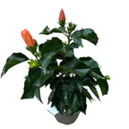 Hibiscus rosa-sinensis 'Sunny Torino' (trandafir japonez) - flori XL