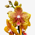 Phalaenopsis ‘Limited #125’
