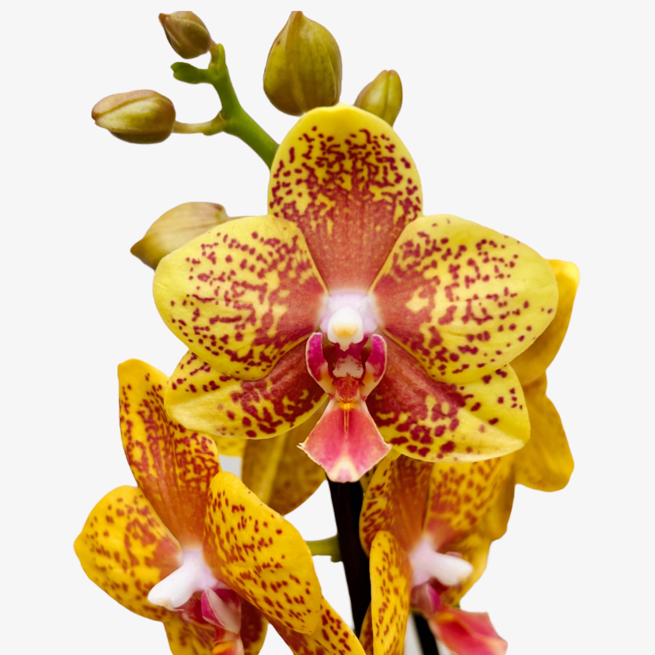 Phalaenopsis ‘Limited #125’