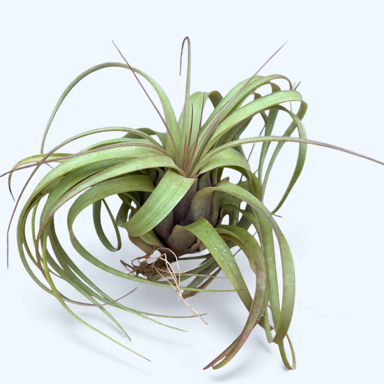 Tillandsia 'Eric Knobloch' – Secret Garden Plant Shop