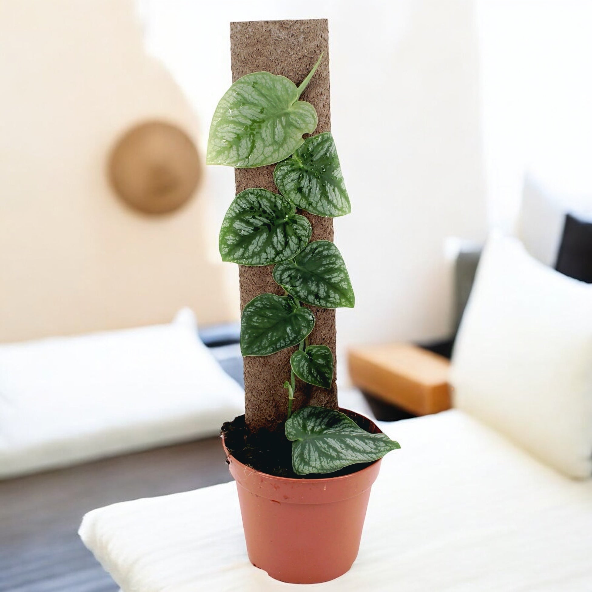 Monstera dubia (H45)