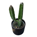 Stapelia leendertziae - suculenta ciudata, fascinanta si unica