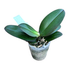 Phalaenopsis Surprising Peacock