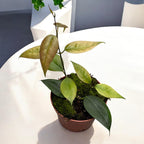 Hoya paziae - exemplare dezvoltate