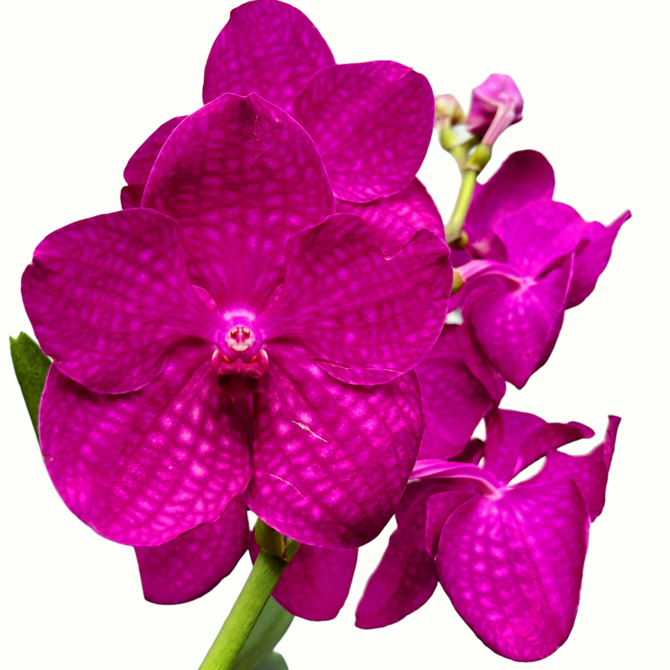 Vanda Tayanee Maxi Cerise (Ansu)