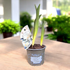 Dubbele witte tulpbollen in pot - Tulip Popcorn