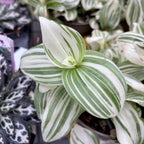Tradescantia «Brightness» – κρεμοκλαδής φυτό με πανασέ φύλλα