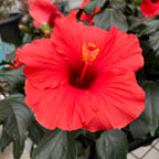 Hibiscus 'Adonicus Orange'- flori XL (2 plante/ghiveci)