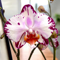 Phalaenopsis Anthura Minsk