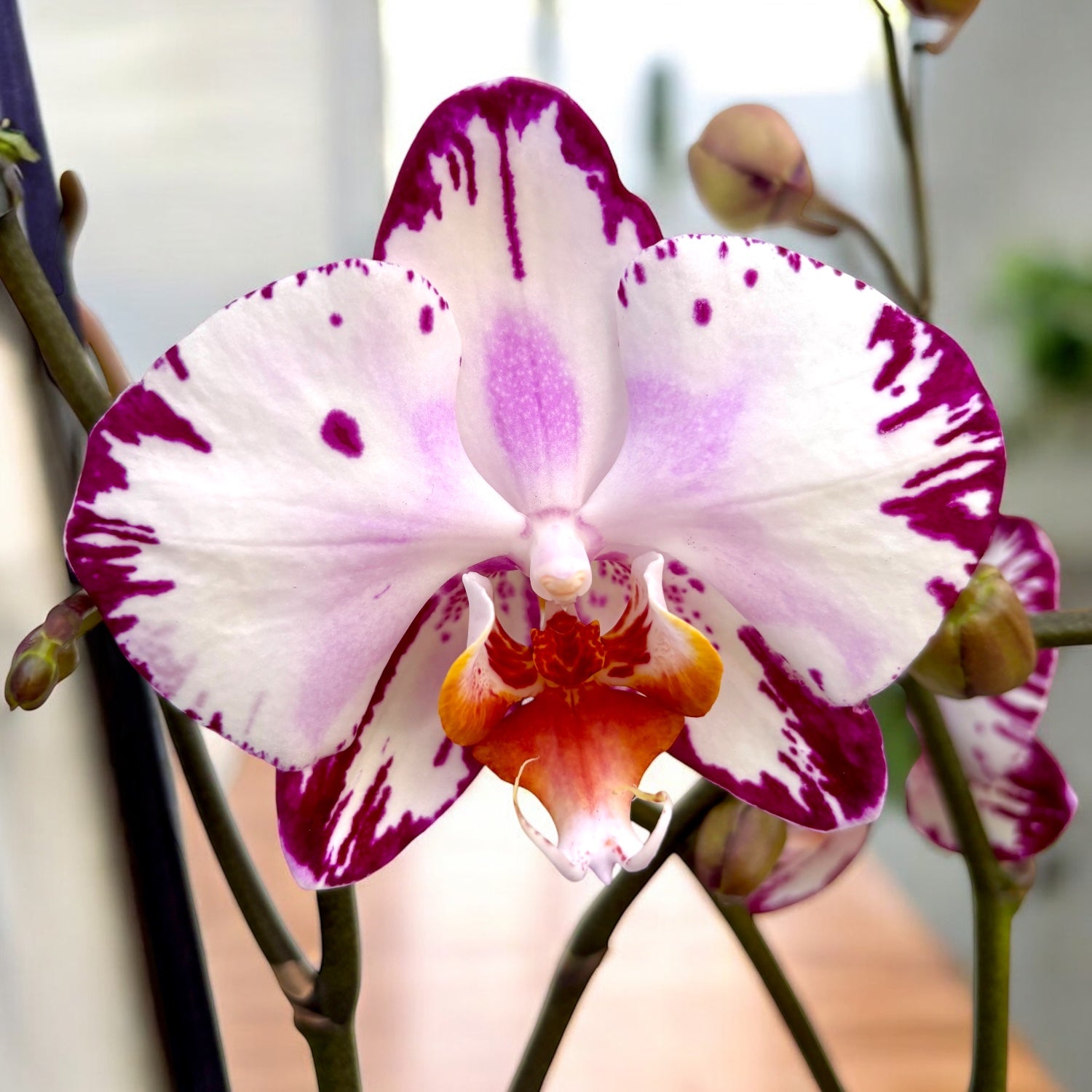 Phalaenopsis Anthura Minsk