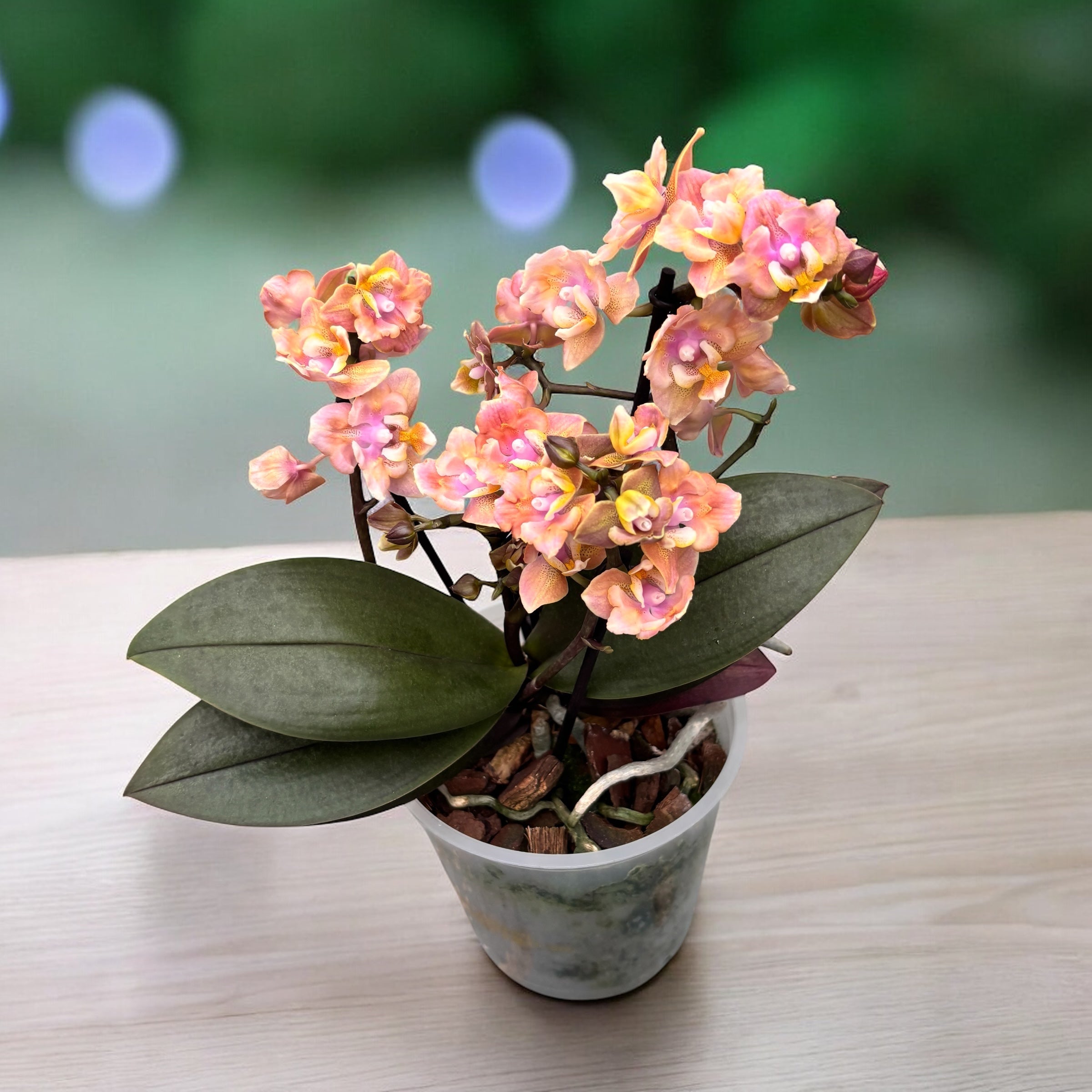 Phalaenopsis Aromio Carola - fleurs pelorées parfumées