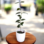 Hoya paziae - exemplare dezvoltate