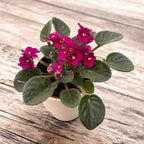 Saintpaulia - kučeravé fialky