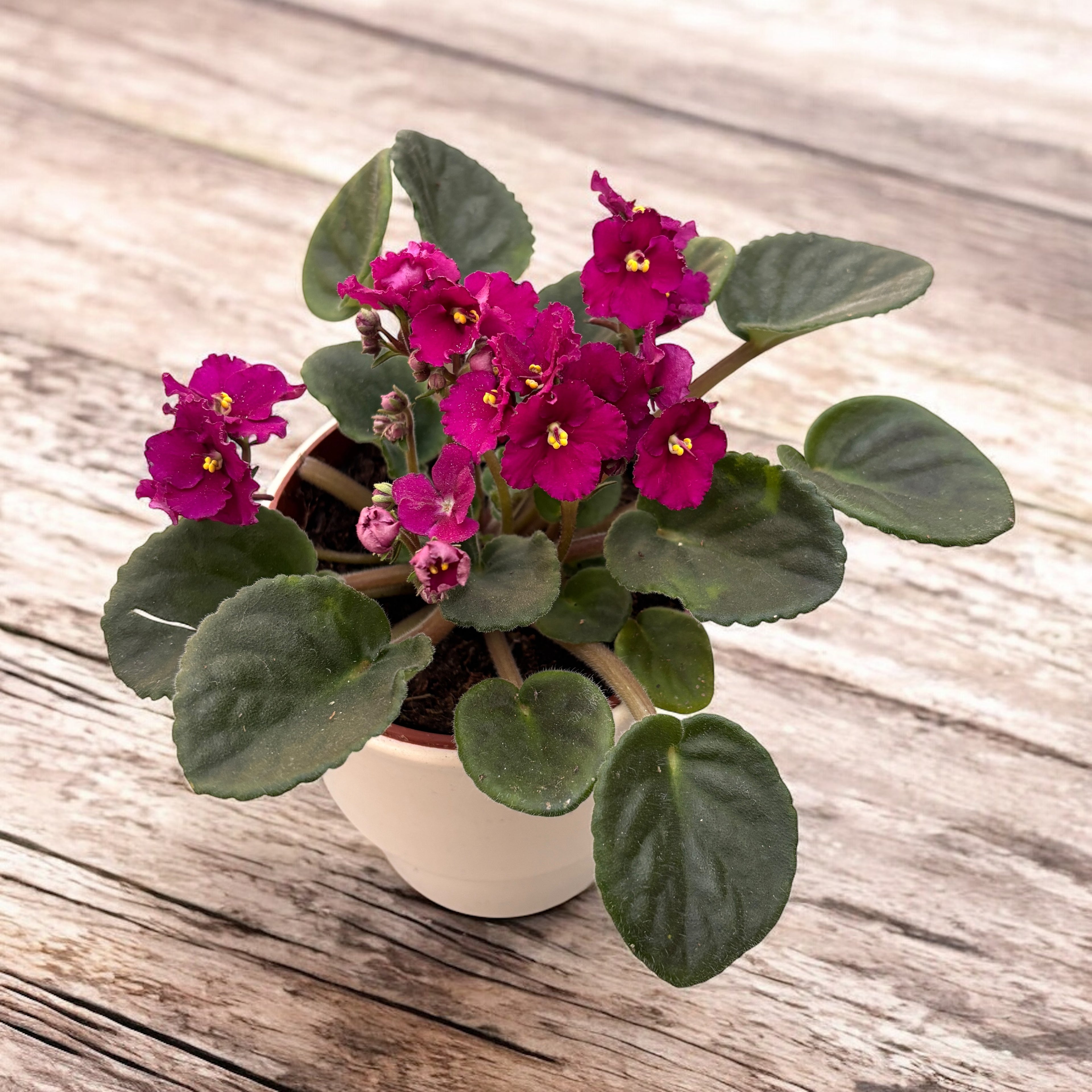 Saintpaulia - violete crete