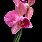 Phalaenopsis Pirate Picotee - peloric