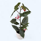 Begonia albopicta „Silver” – begonia z liśćmi pokrytymi srebrzystymi plamkami