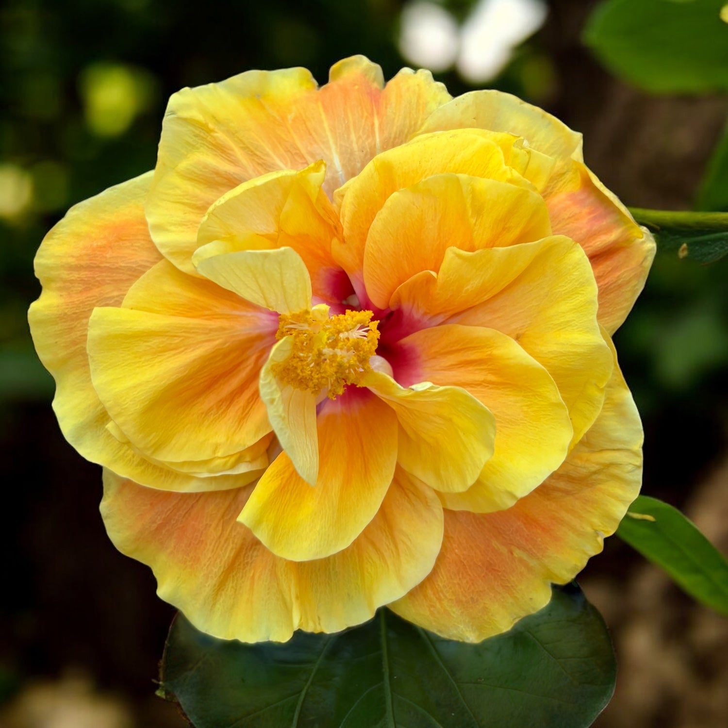 Hibiszkusz Long Life 'Apollo Double' - dupla virágú japán rózsa (2