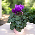 Cyclamen ‘Dragon Blue’ – ciclama compacta, cu flori violet intens