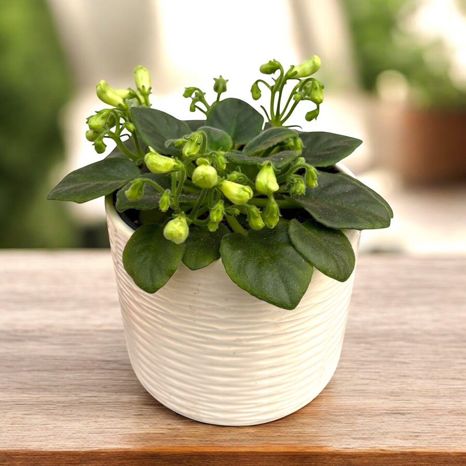 Saintpaulia Emerald Bell - violete speciale