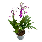 Dendrobium Berry Oda *fragrant