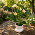 Anthurium ‘Karma Pulse’ - anthurium cu flori decorative si aspect tropical elegant