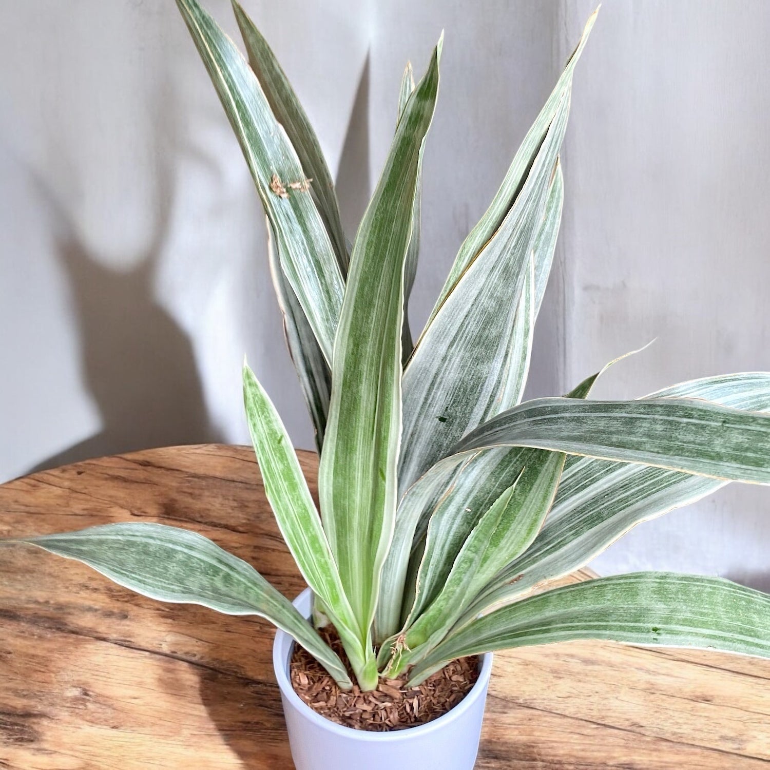 sansevieria aubrytiana metallica Sansevieria Aubrytniana Metallica – Secret Garden Plant Shop