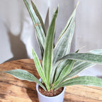 Sansevieria Aubrytniana Metallica