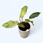 Philodendron 'Snowdrift'