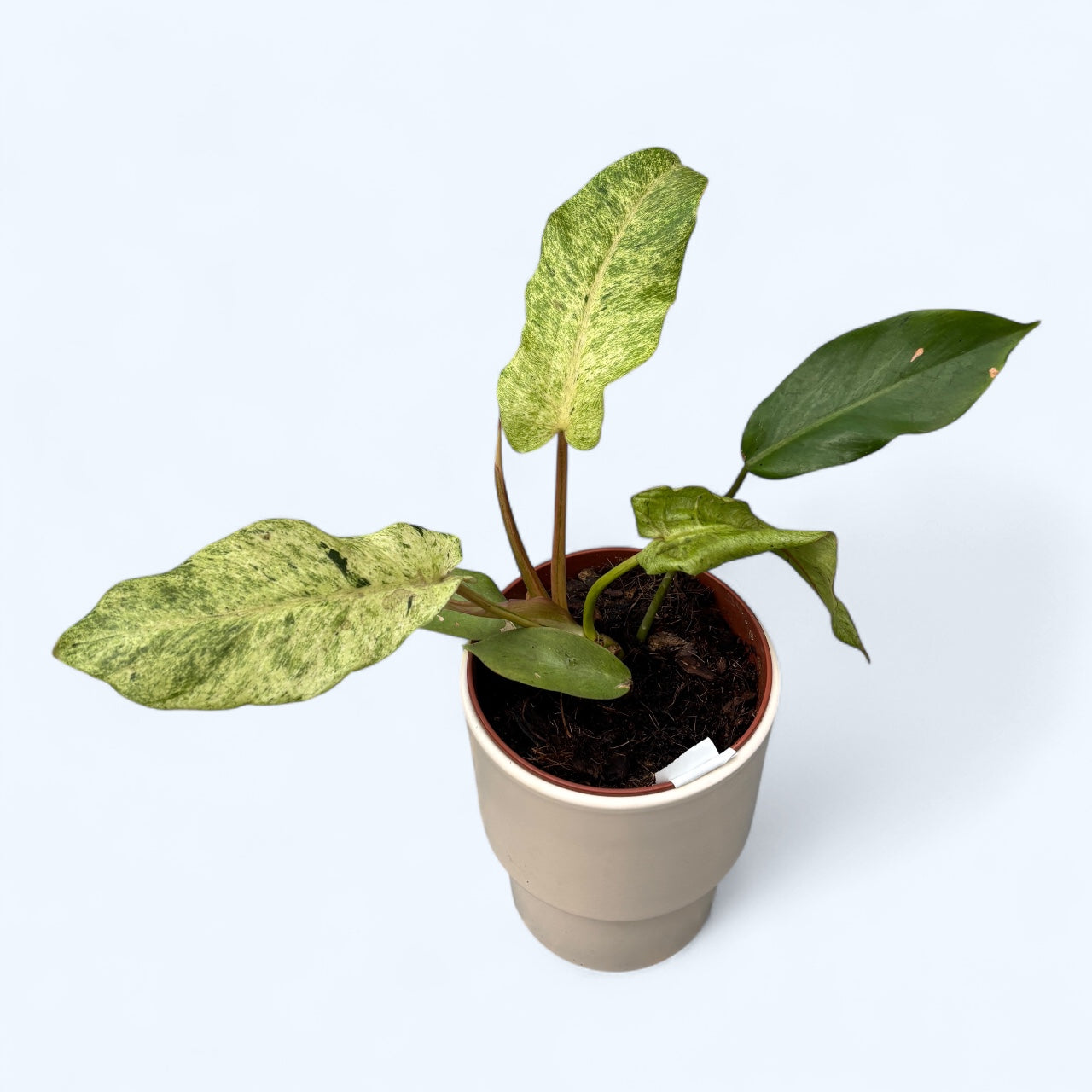 Philodendron 'Snowdrift'