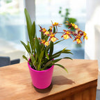 Oncidium (Cyrtocidium) Holm’s Wizard - golden - foarte parfumat!