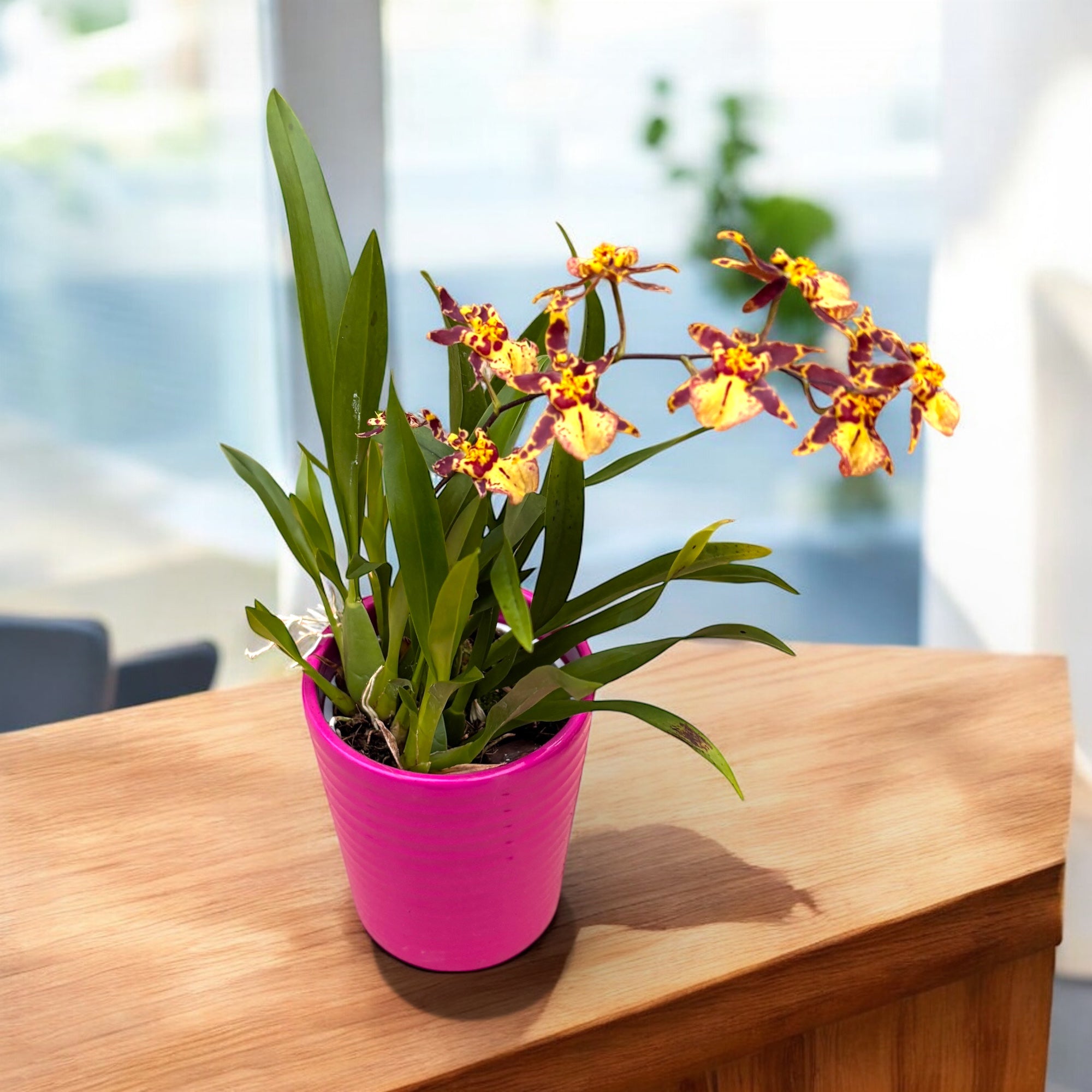 Oncidium (Cyrtocidium) Holm’s Wizard - golden - foarte parfumat!