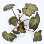 Begonia Bloomer (Turtle Begonia)- frunze uriase