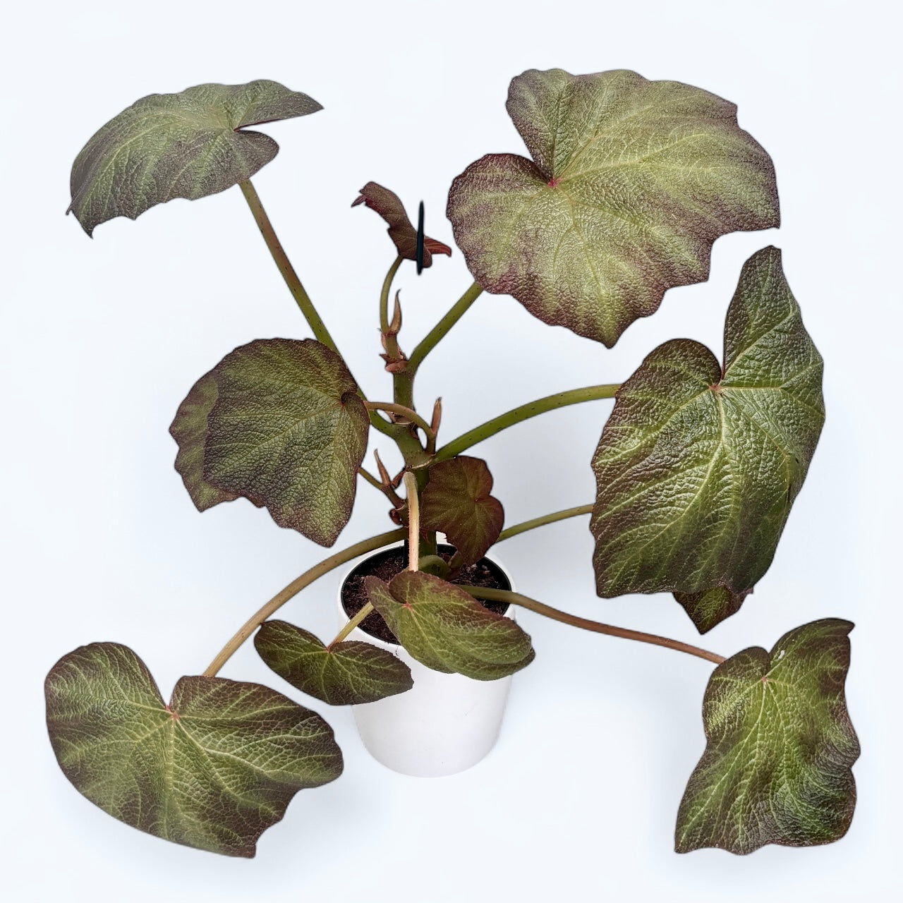 Begonia Bloomer (Turtle Begonia)- frunze uriase