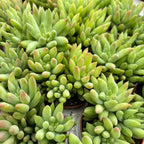 Sedum morganianum