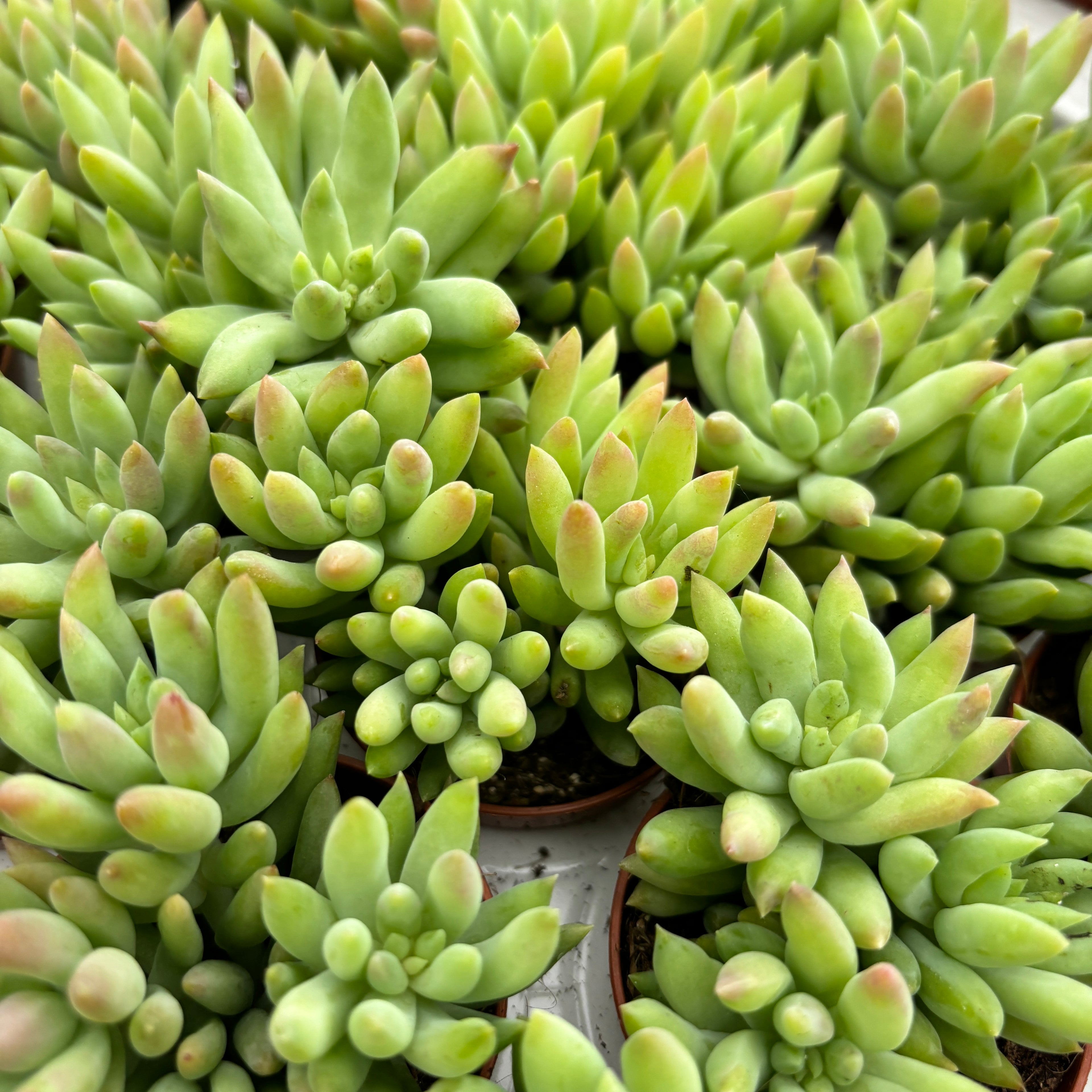 Sedum morganianum