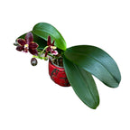 Phalaenopsis Chienlung Black Conch × Cornustris