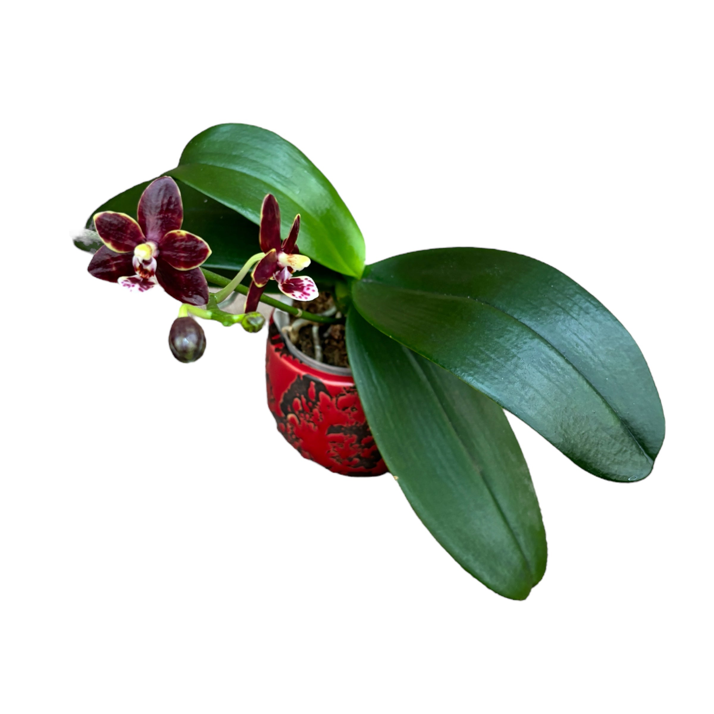 Phalaenopsis Chienlung Black Conch × Cornustris