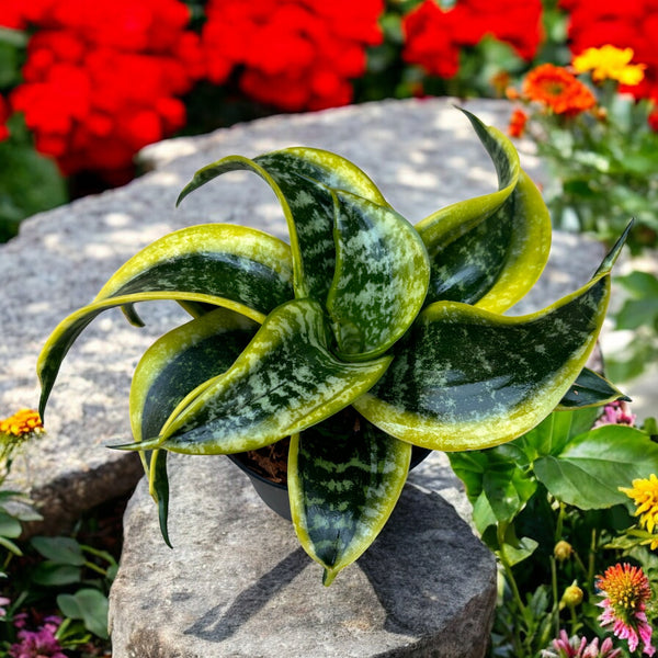 Sansevieria 'Hahnii Tornado'