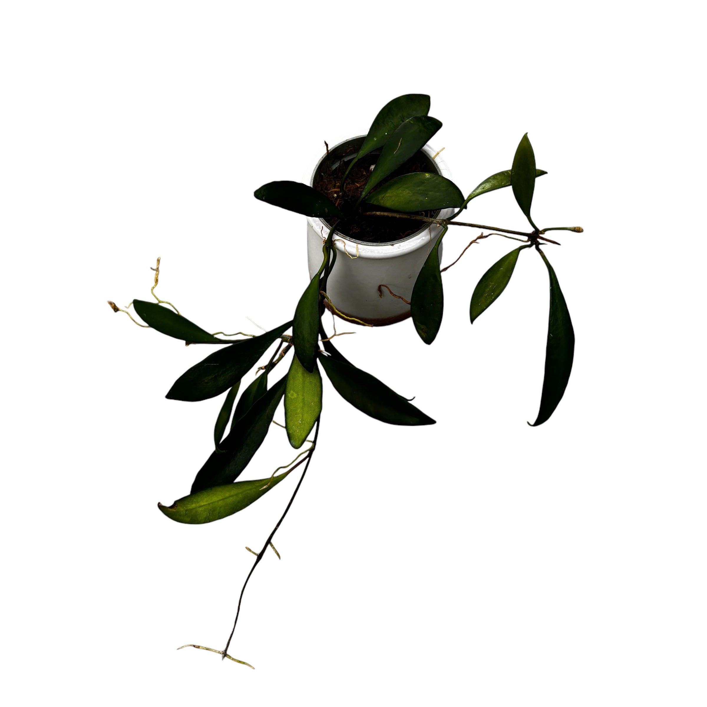 Hoya davidcummingii - parfum de caramel sarat