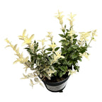 Euonymus fortunei Harlequin - frunze variegate