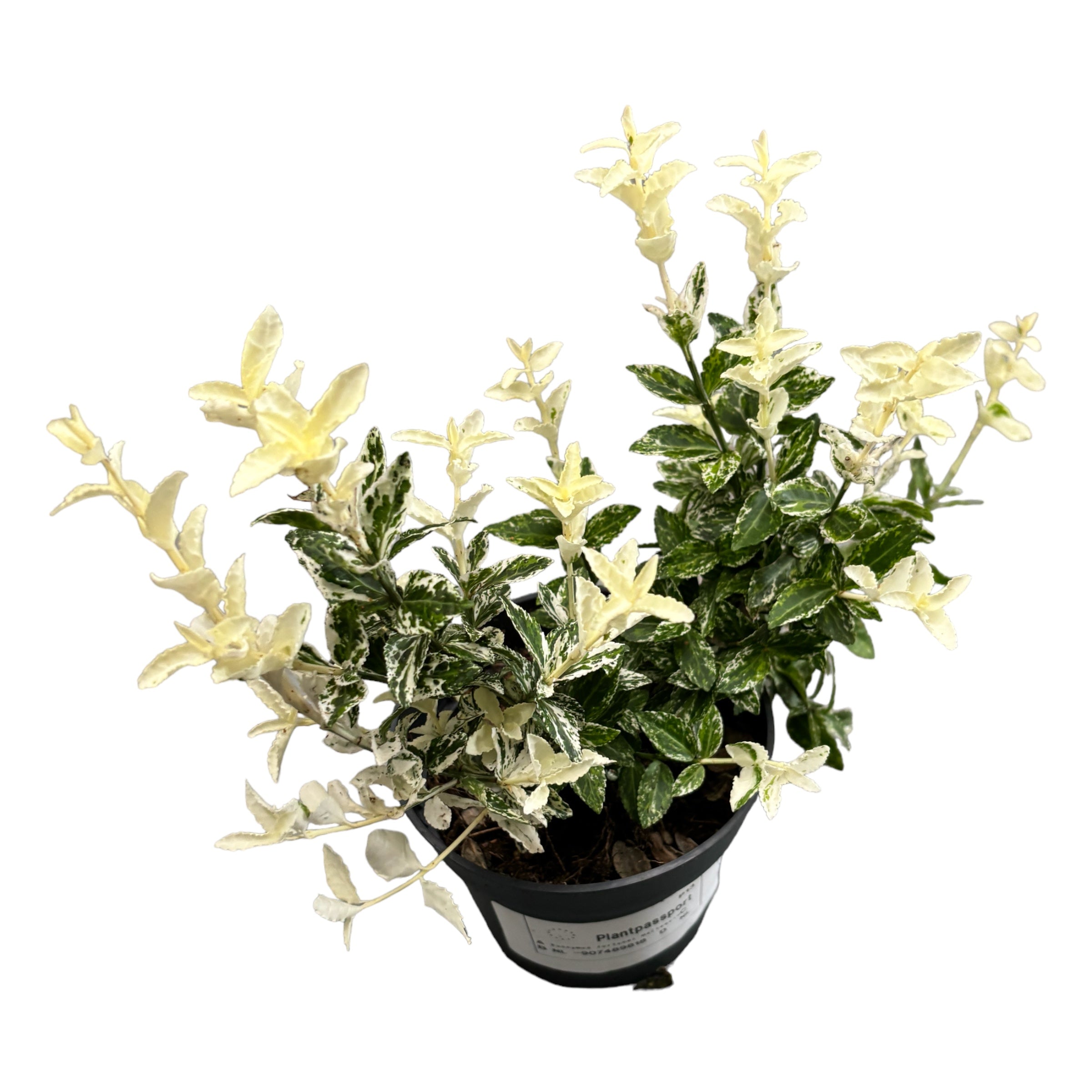 Euonymus fortunei Harlequin - tarka levelek