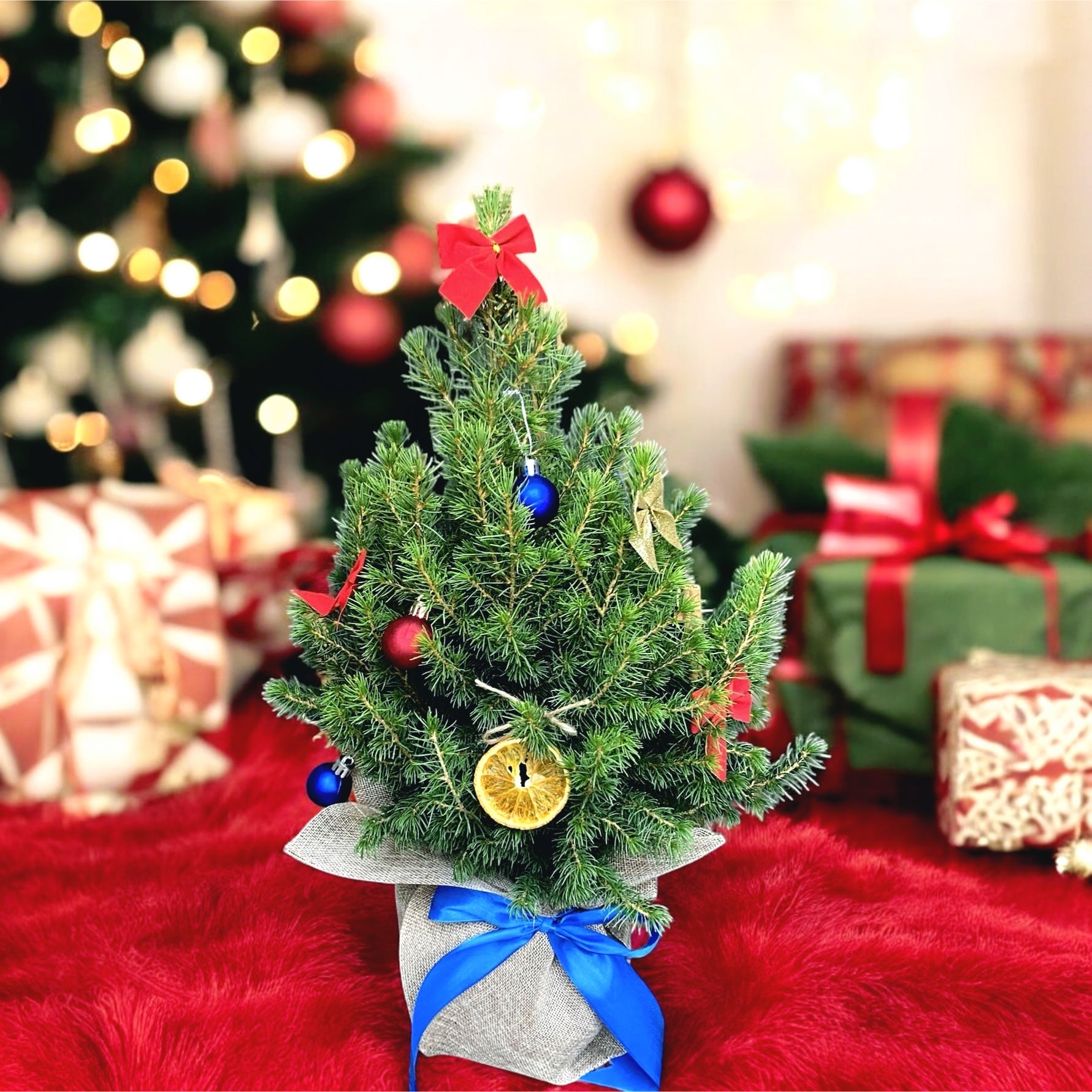 Brad natural ambalat de cadou si impodobit ‘BlueSpark’