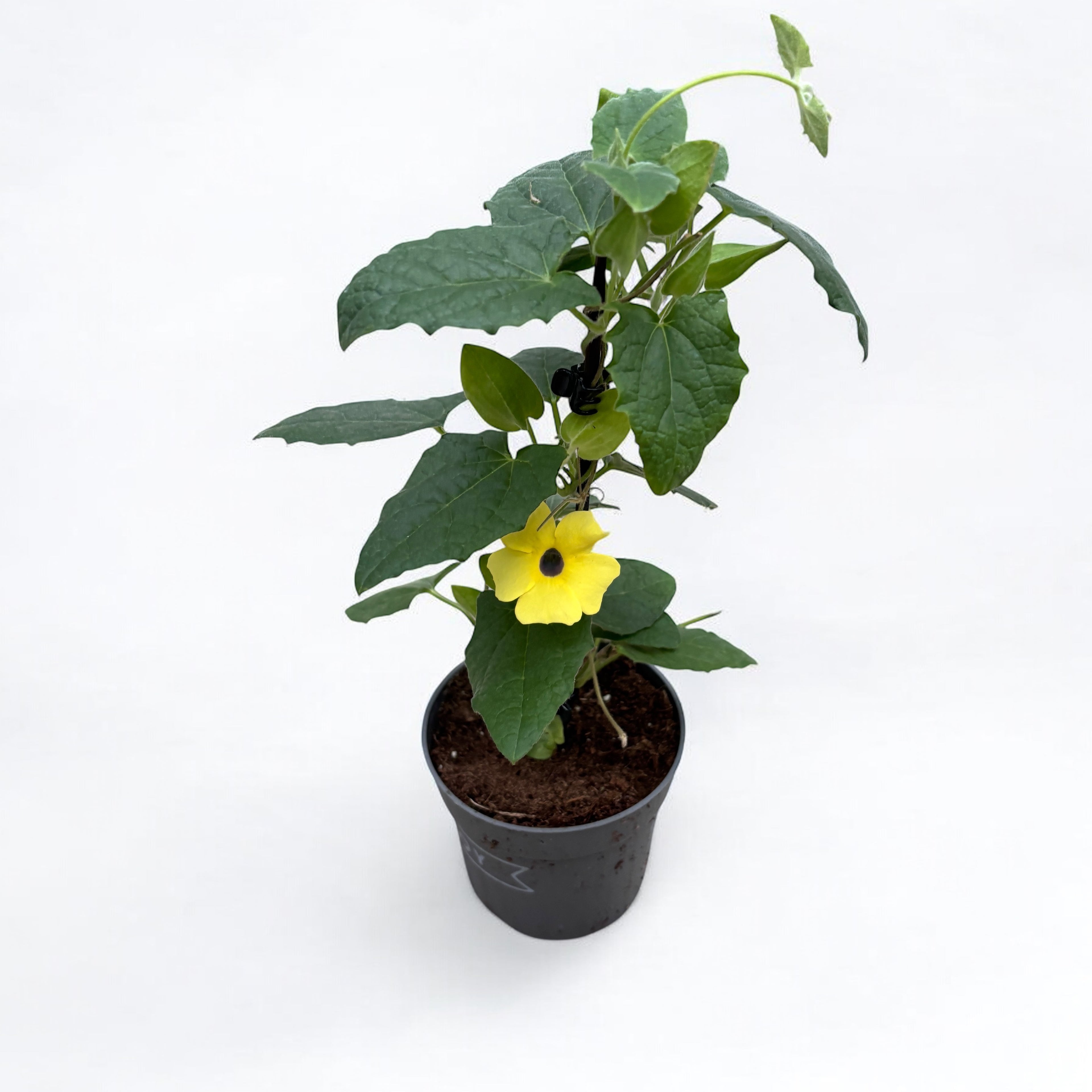 Thunbergia alata 'Žluté tmavé oko' (Suzana s černýma očima)