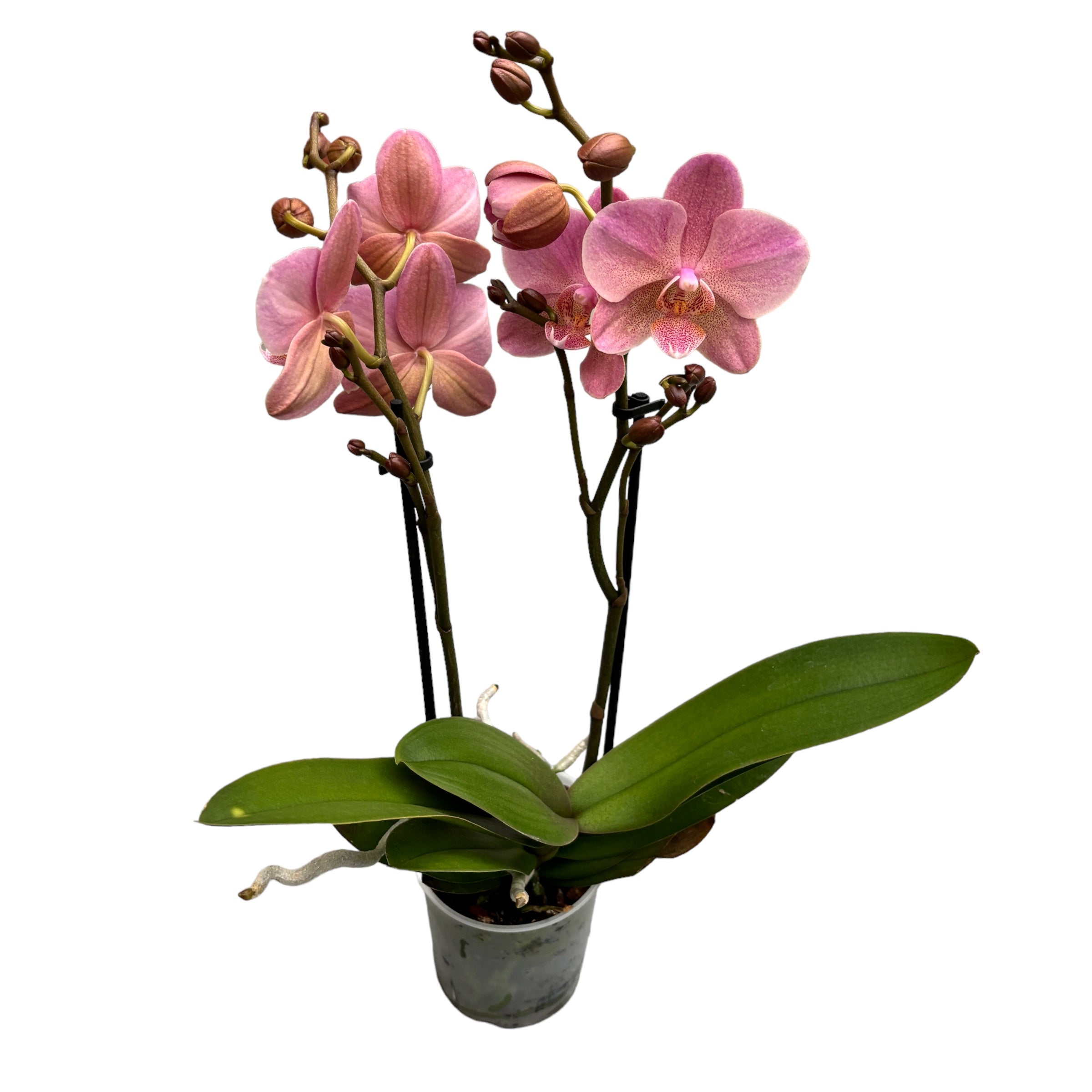 Phalaenopsis Treviso (2 Pflanzen/Topf)