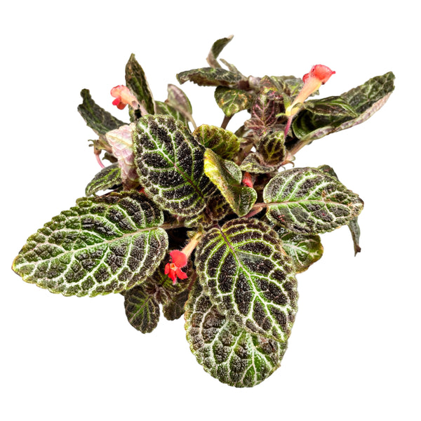 Episcia aus Kupfer