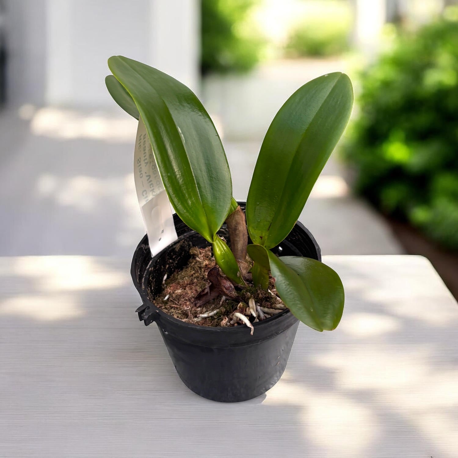 Rlc. Siao-Cing Beauty 'Vicky'