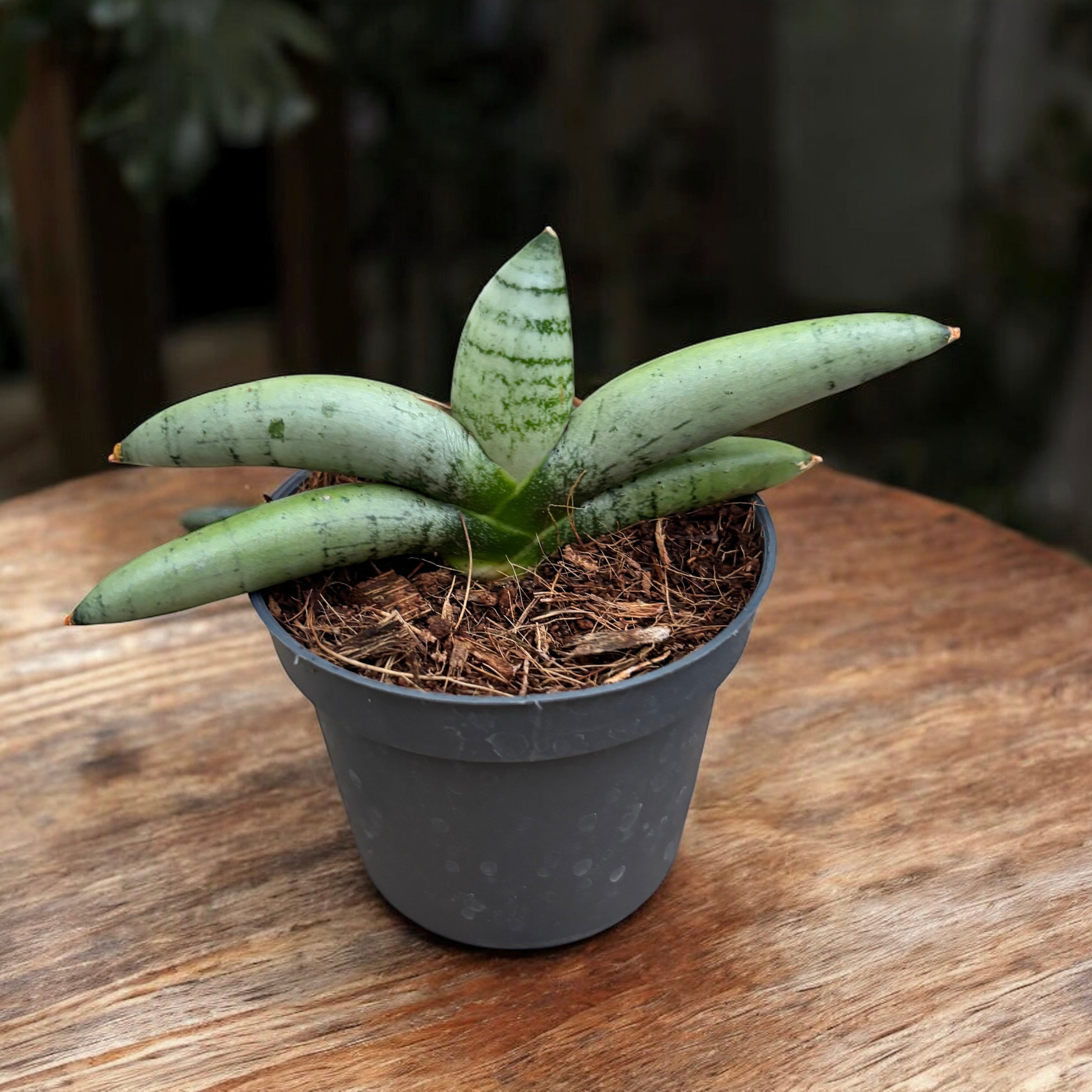 boncellensis sansevieria Sansevieria 'Platinum Boncellensis' – Secret Garden Plant Shop
