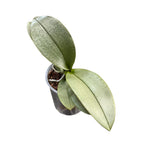 Phalaenopsis Amorion (silver leaves) - flori intens parfumate