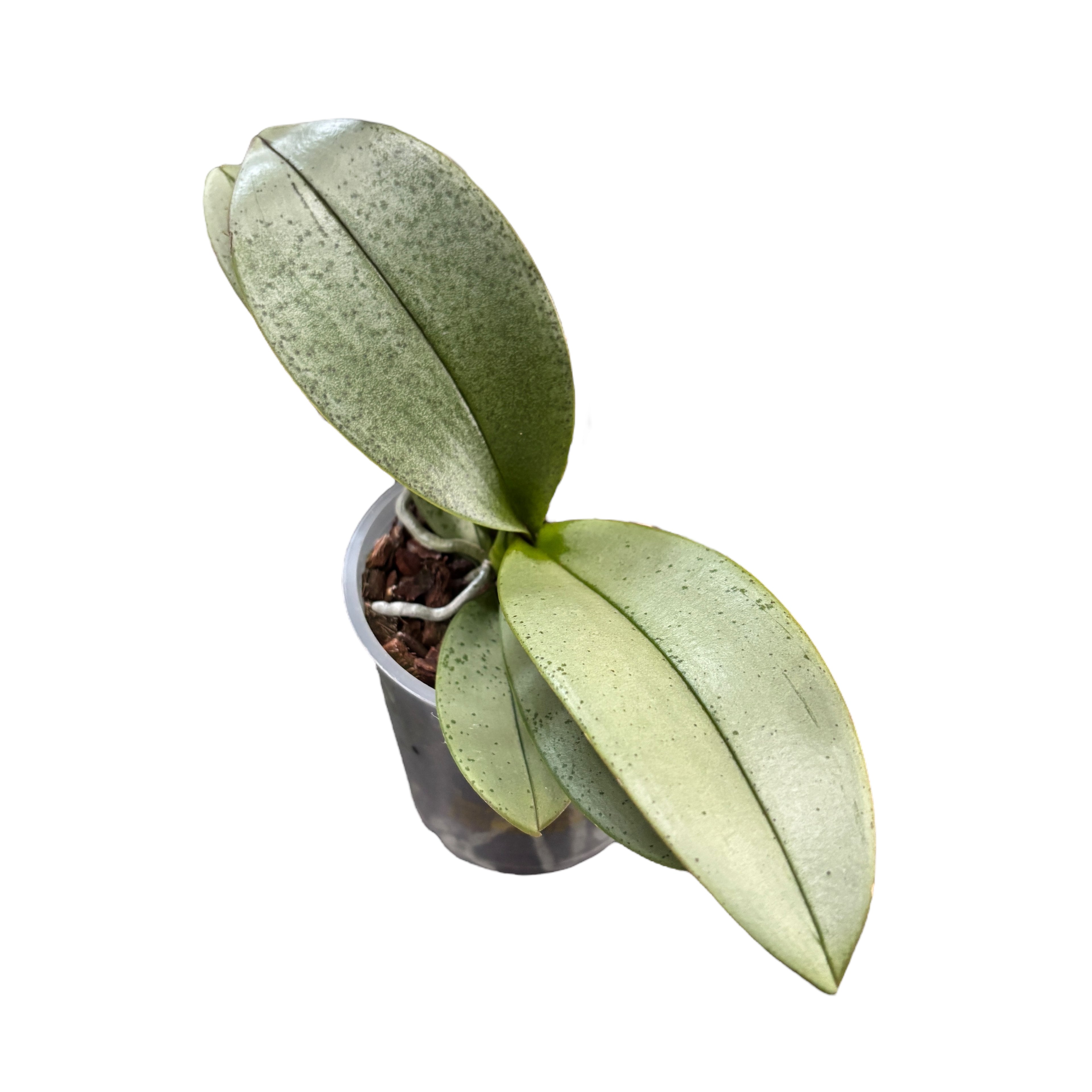 Phalaenopsis Amorion (srebrni listovi) - intenzivno mirisno cvijeće