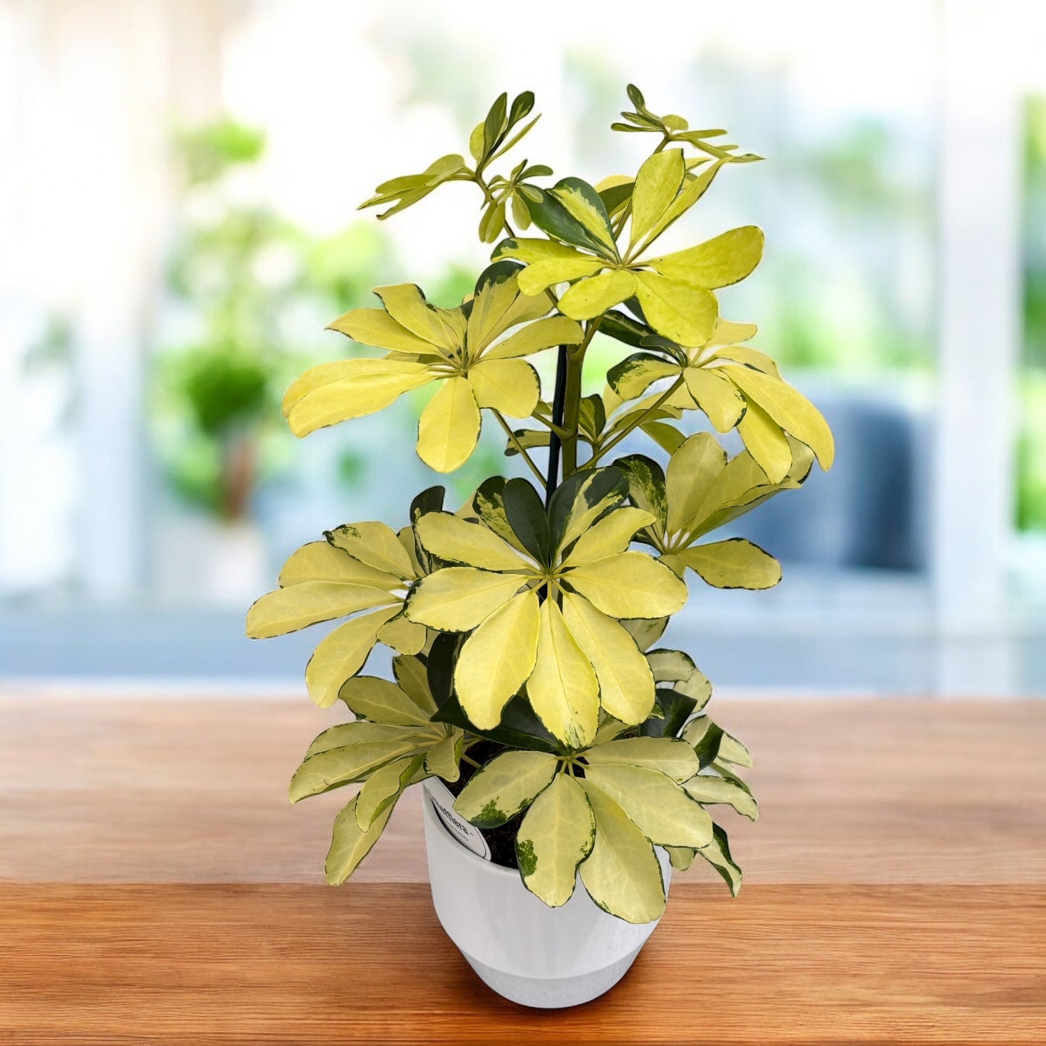 Schefflera arboricola 'Melanie' (Arborele umbrela) – eleganta compacta cu frunzis verde-lucios